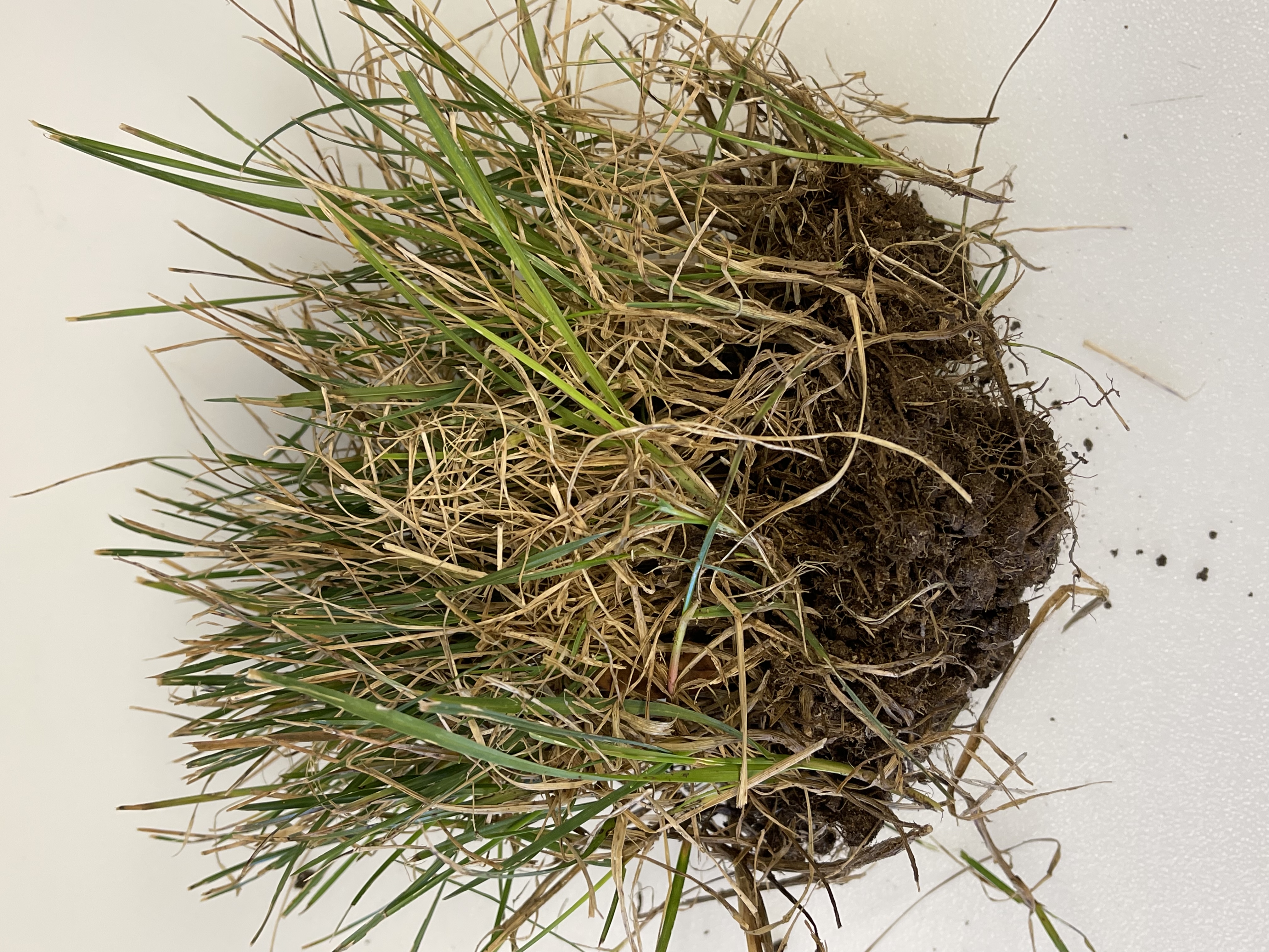 A patch of turfgrass with roots and intact soil, collected for diagnostic analysis of potential disease or damage.